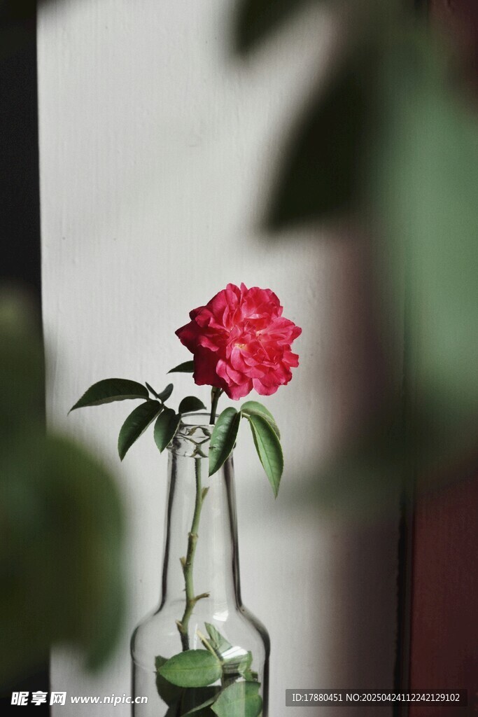 玫瑰