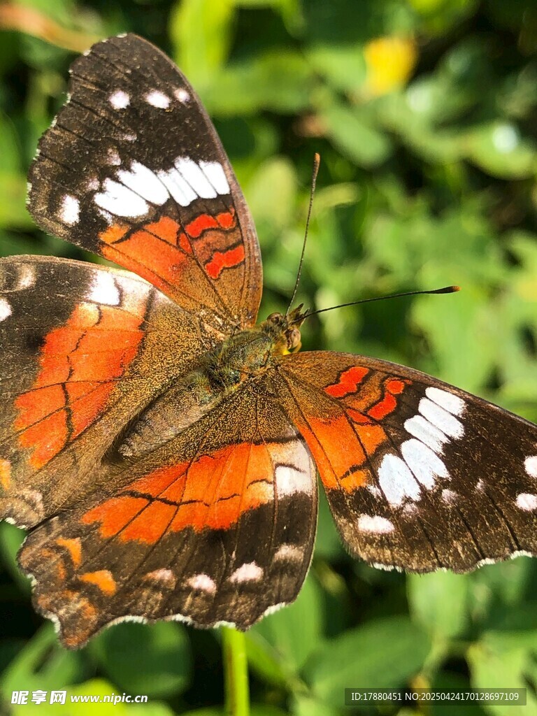 蝴蝶