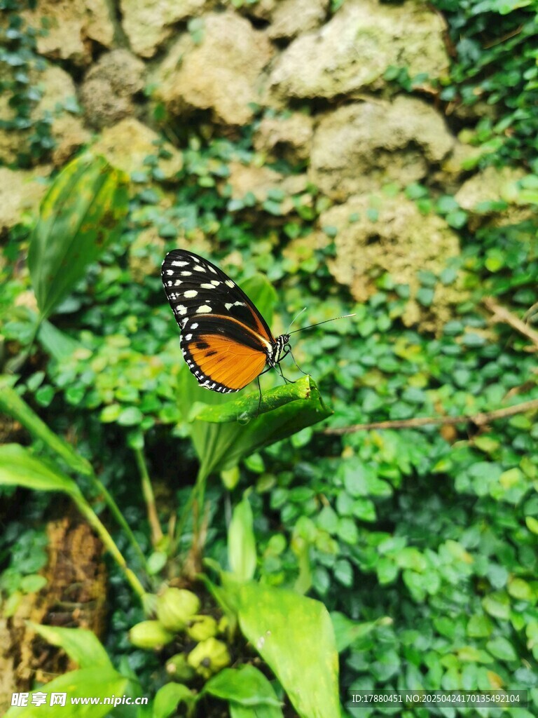 蝴蝶