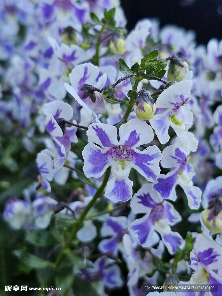 蛾蝶花