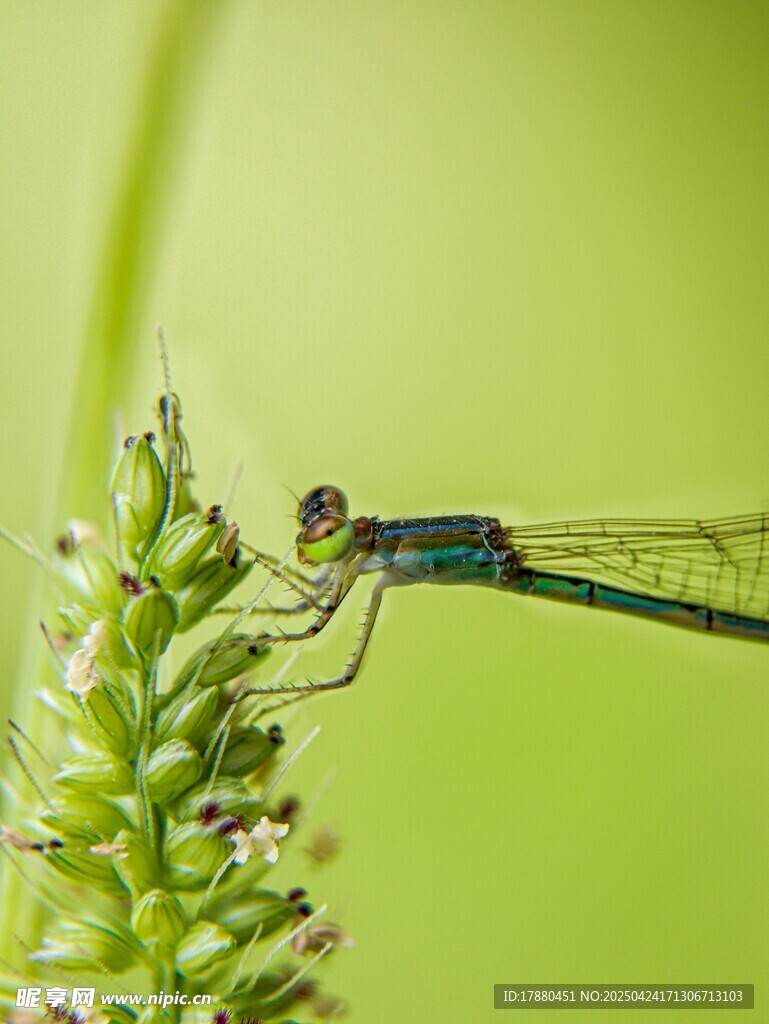 蜻蜓