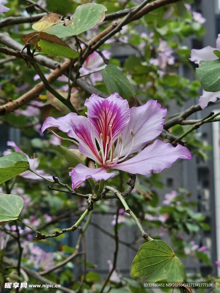 紫荆花