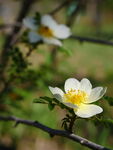 蔷薇花