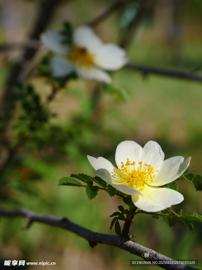 蔷薇花