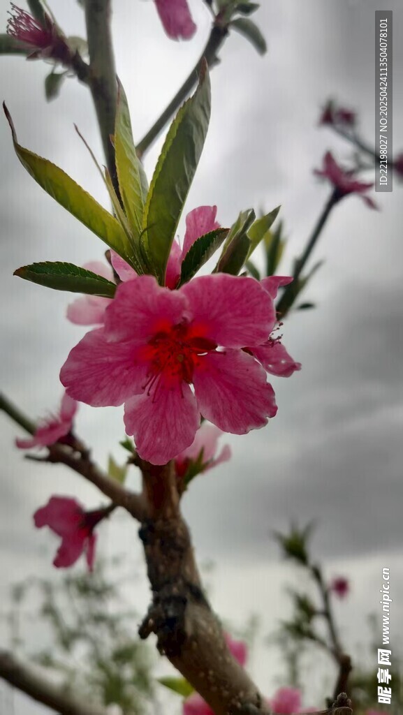 桃花