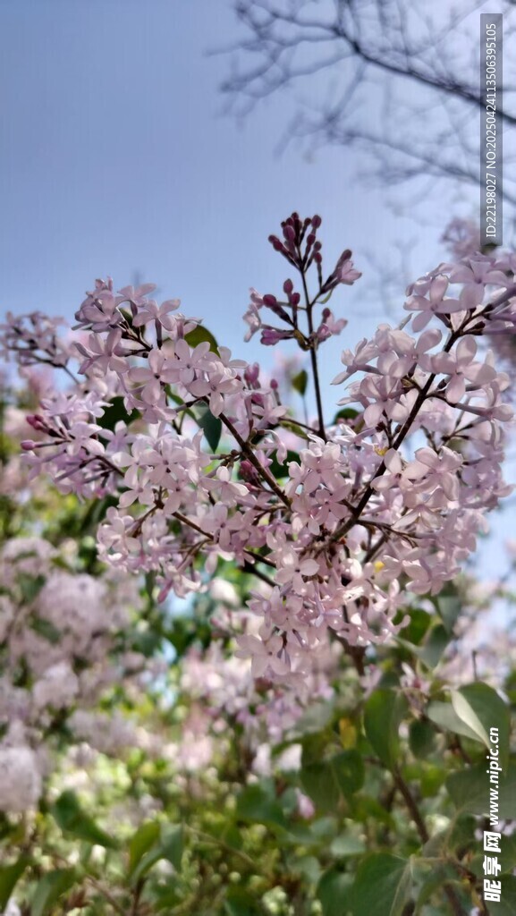 丁香花