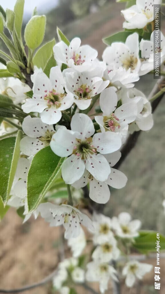苹果花