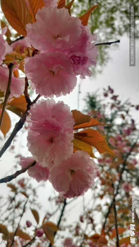 樱花
