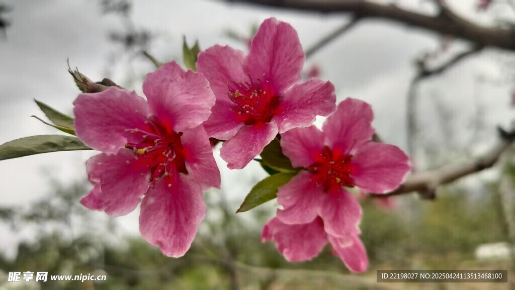 桃花