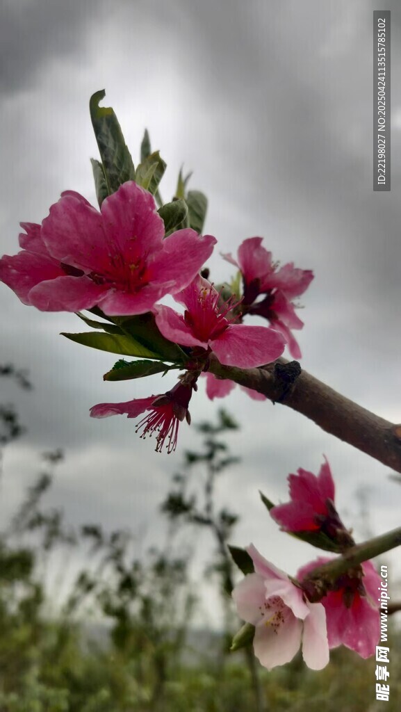 桃花