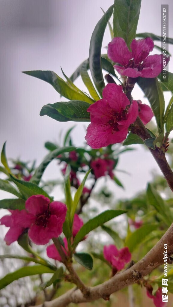 桃花