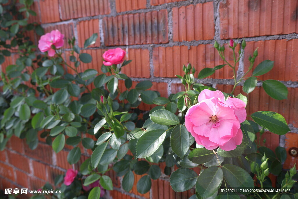 月季花