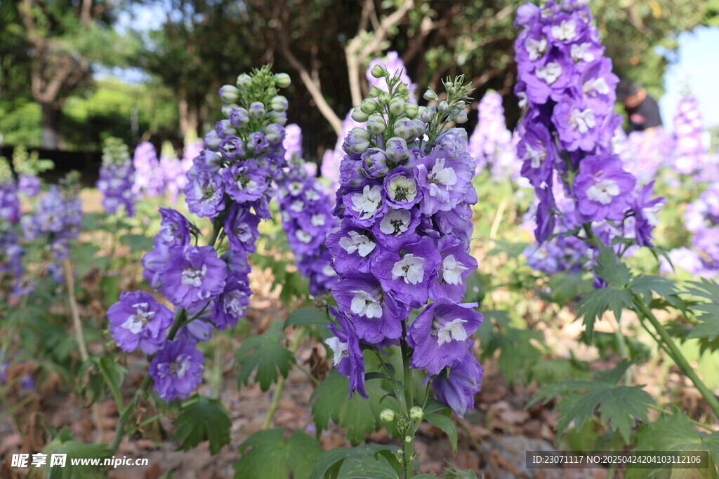  高翠雀花