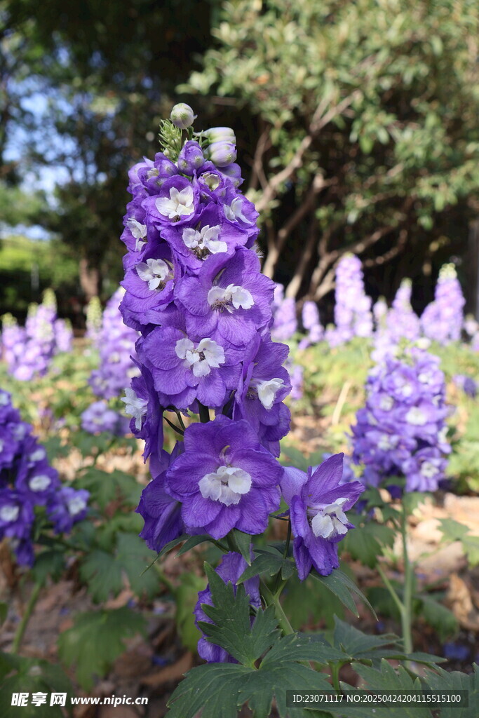  高翠雀花