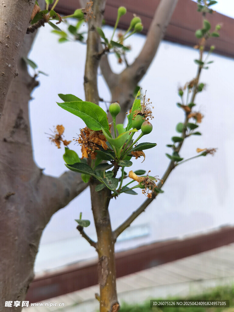 树枝果实