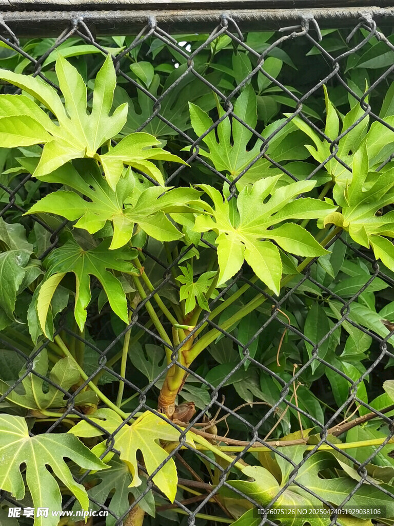 八角金盘