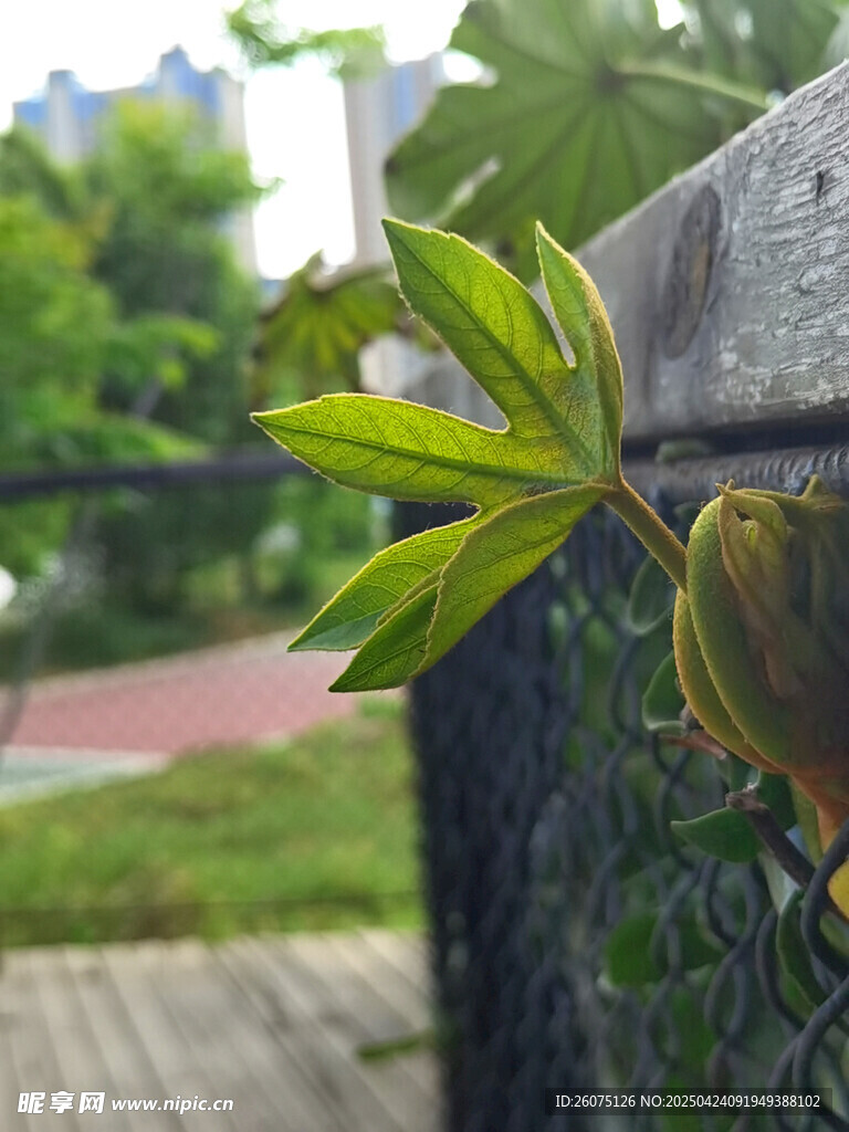 嫩叶