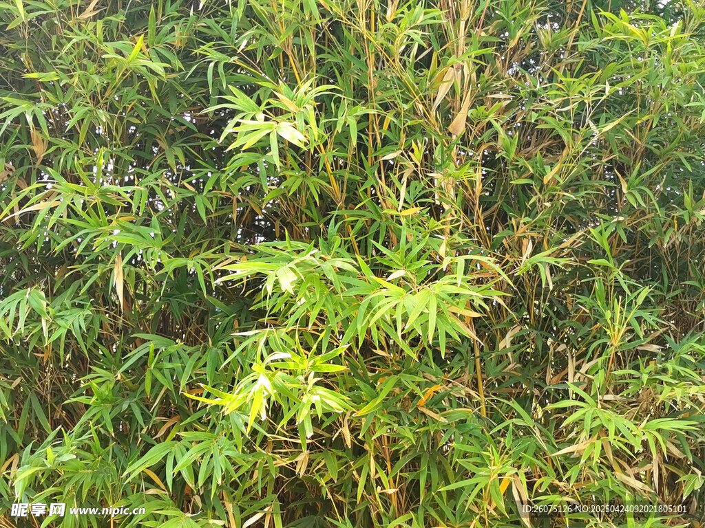 金竹