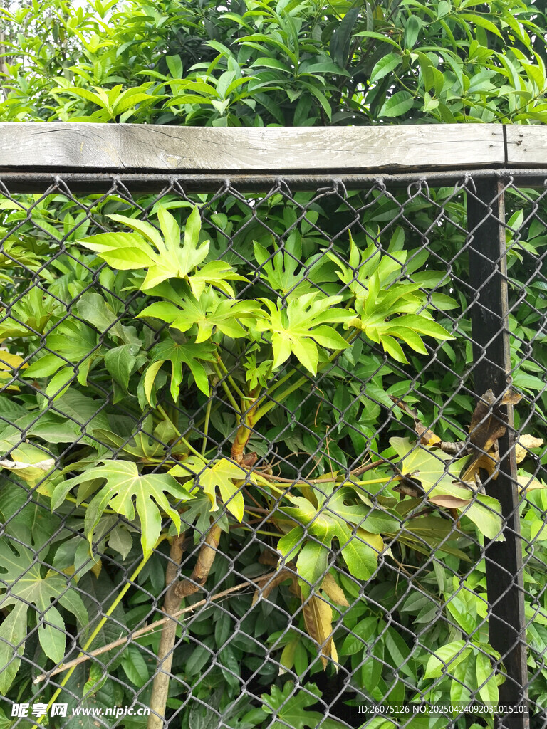 八角金盘