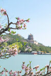 佛香阁桃花