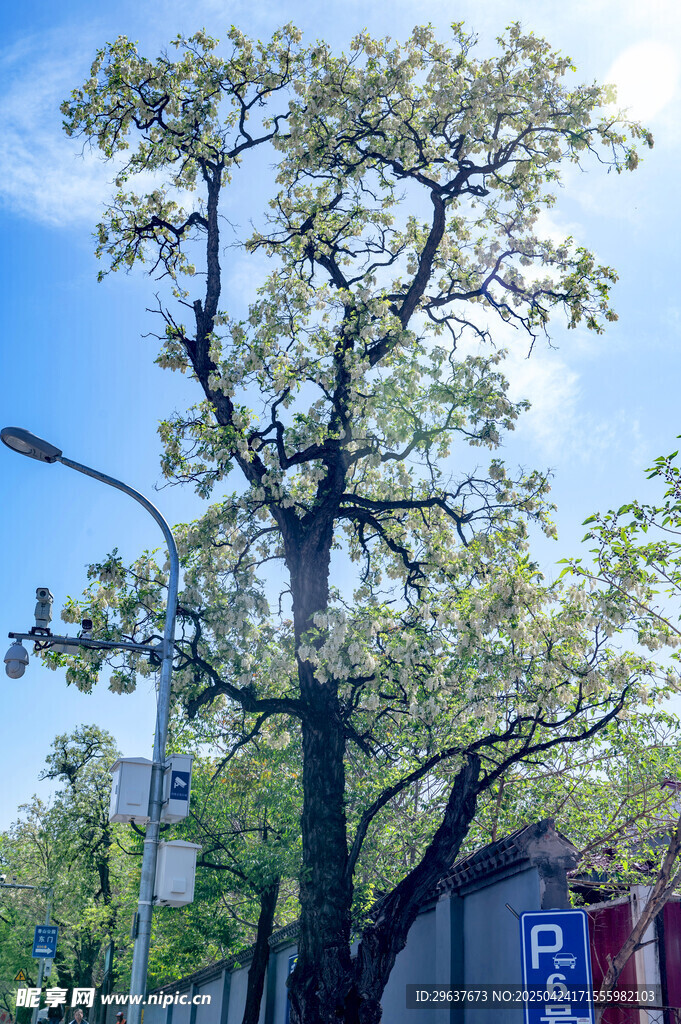 槐树  槐花 