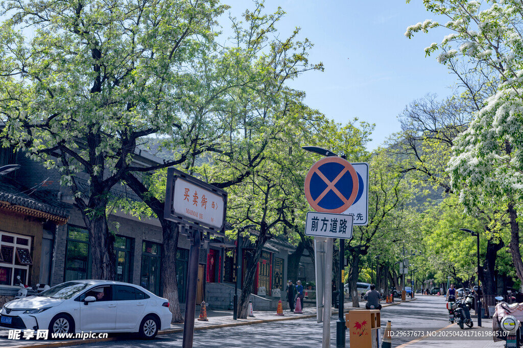 槐树  槐花