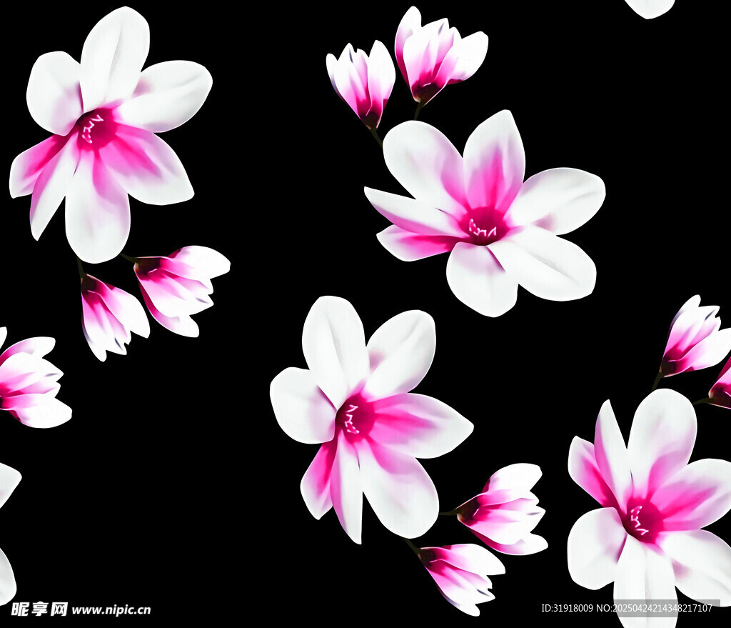 黑色背景上的粉白花朵