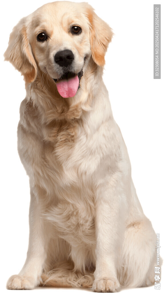 可爱金毛犬端坐
