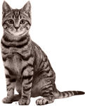 可爱条纹猫咪端坐