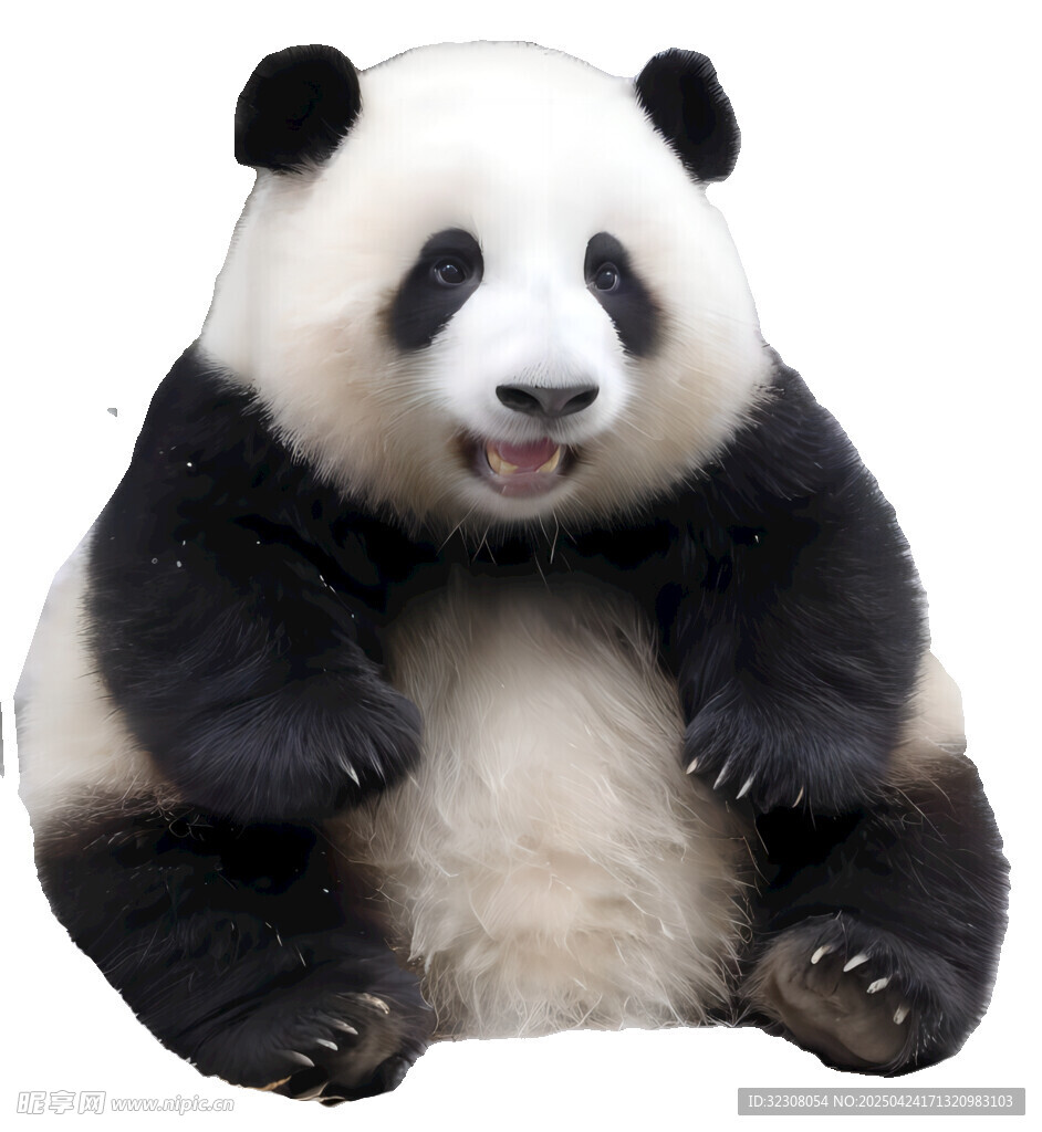 可爱大熊猫憨态可掬