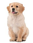 可爱金毛犬端坐