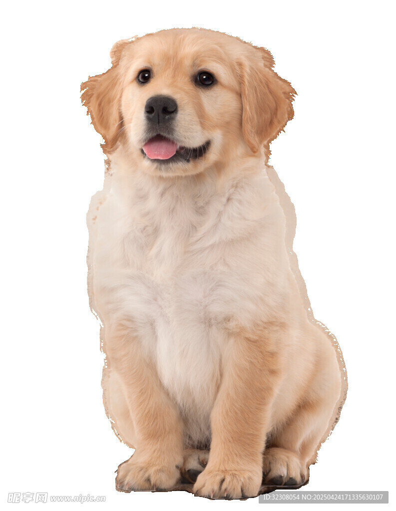 可爱金毛犬端坐