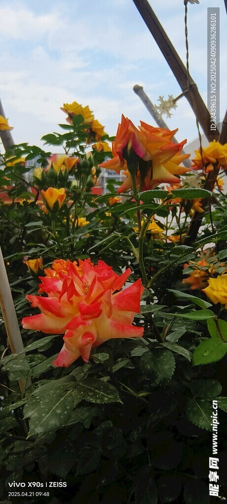 艳丽绽放的多彩花卉月季花