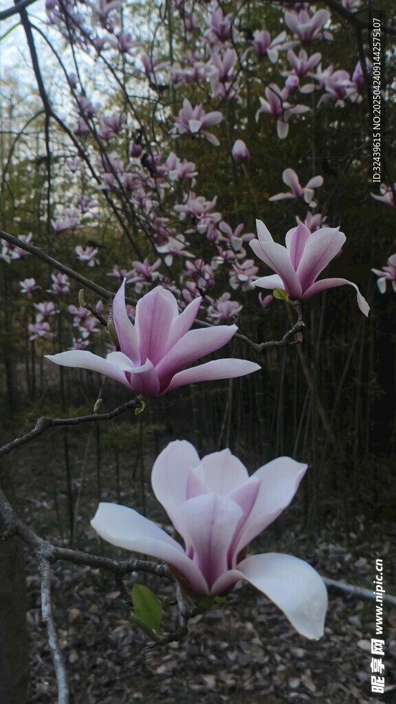 盛开的玉兰花