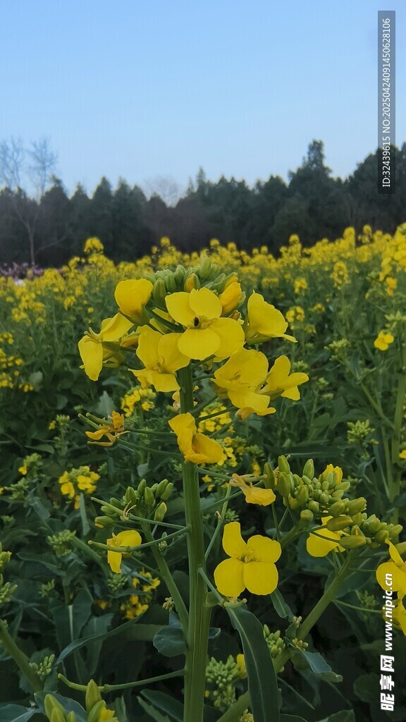 金黄油菜花田美景