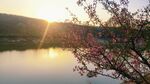 湖畔夕阳下的繁花美景