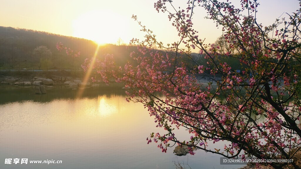 湖畔夕阳下的繁花美景