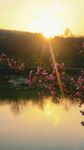 湖畔夕阳下的烂漫花枝