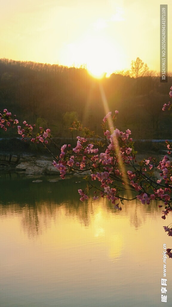 湖畔夕阳下的烂漫花枝