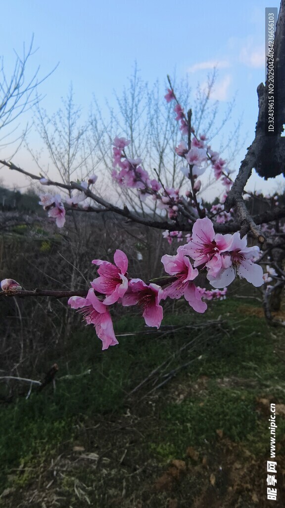 枝头绽放的娇艳粉色桃花