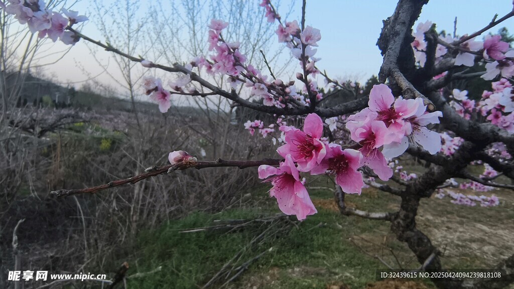 春日绽放的娇艳桃花