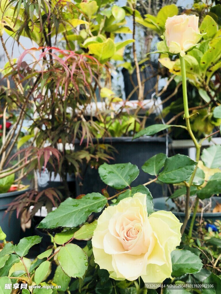 月季花