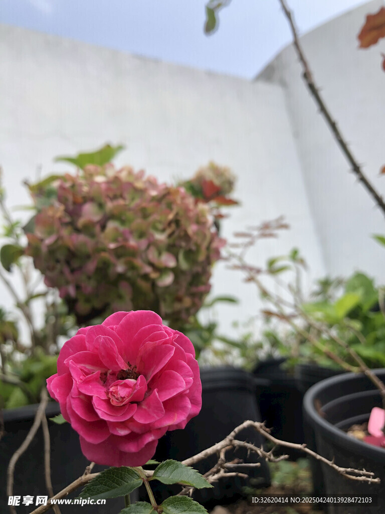 月季花