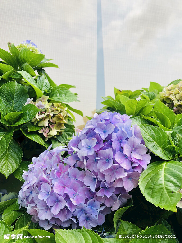 绣球花