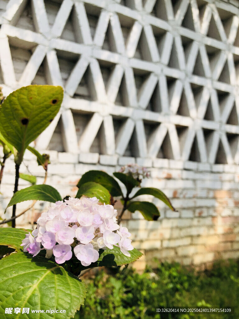 绣球花