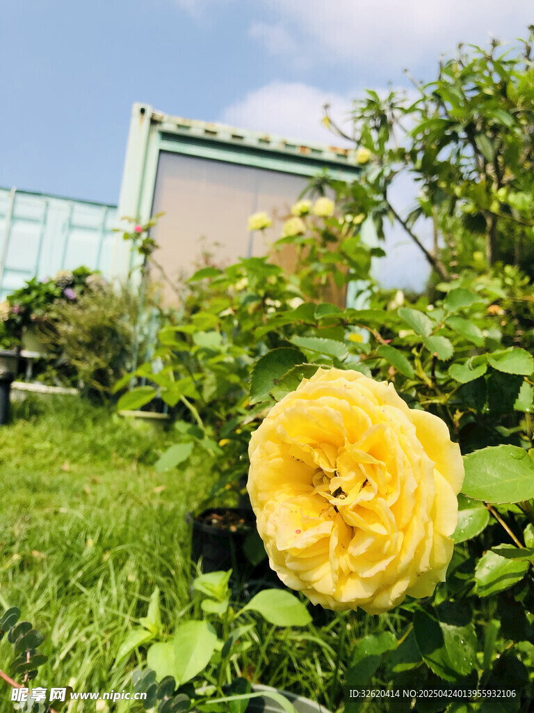 月季花