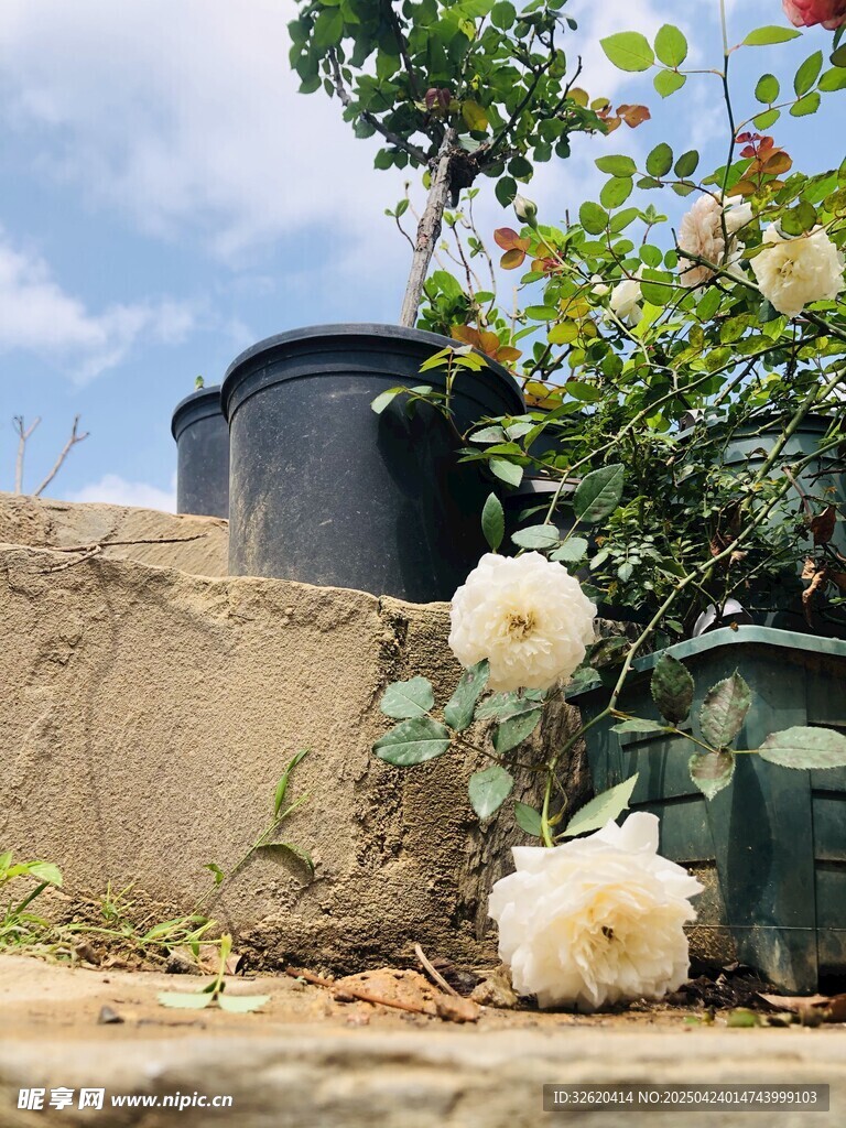 月季花
