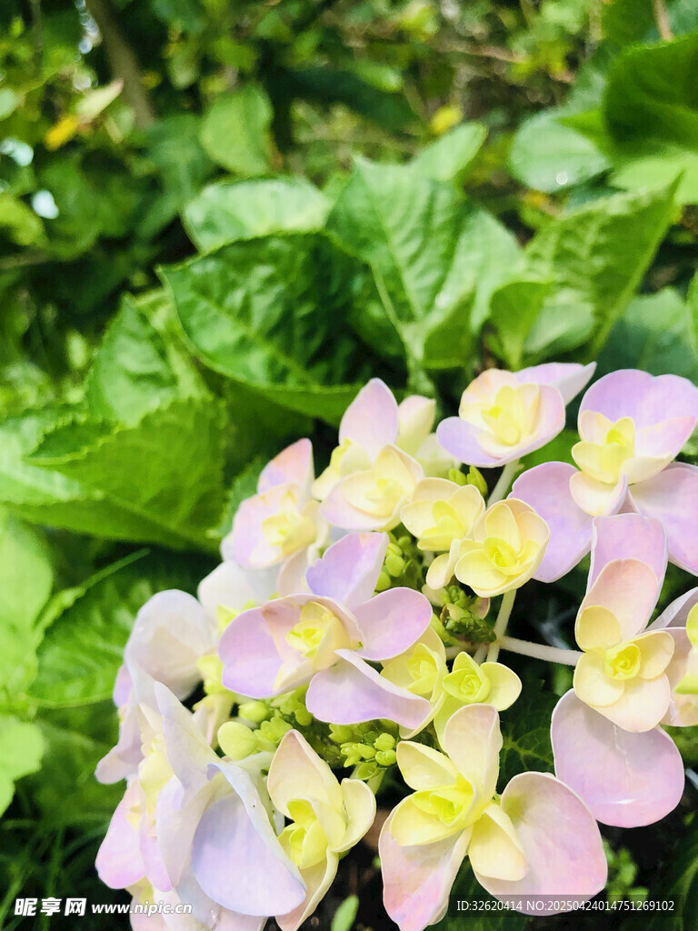 绣球花