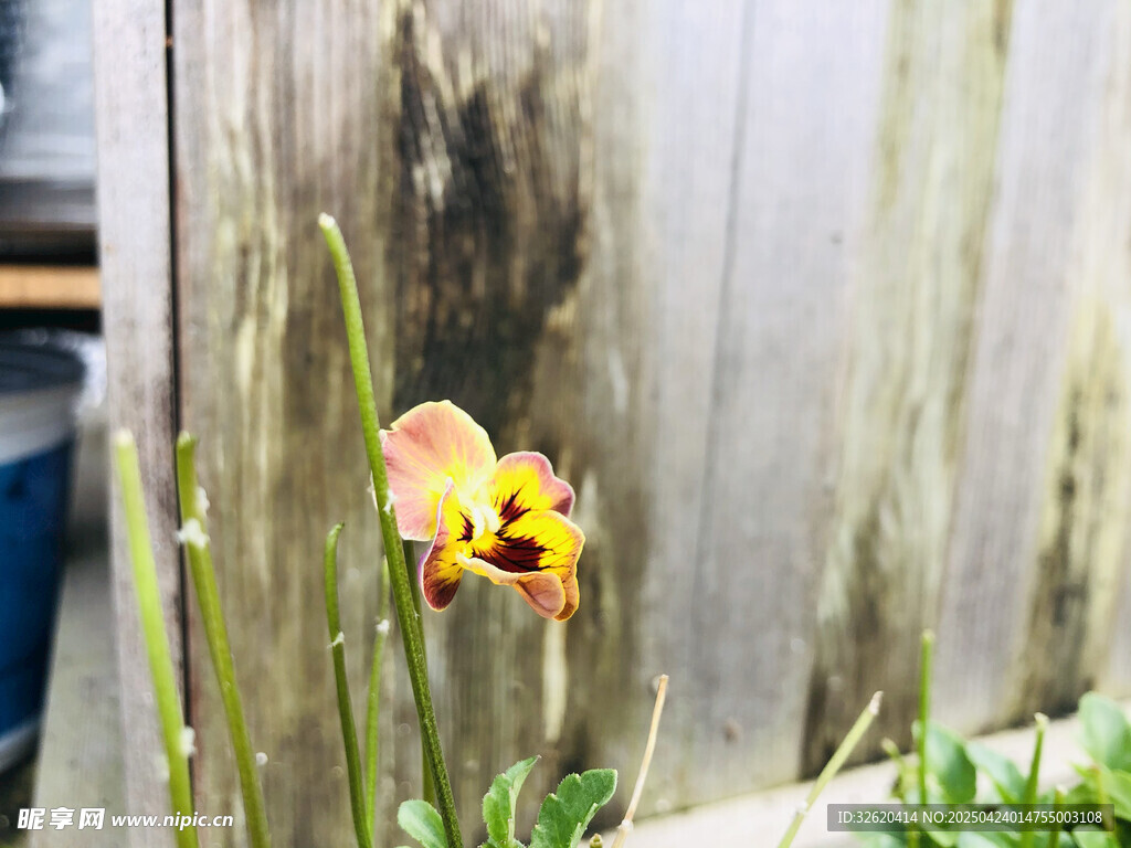 荷包花
