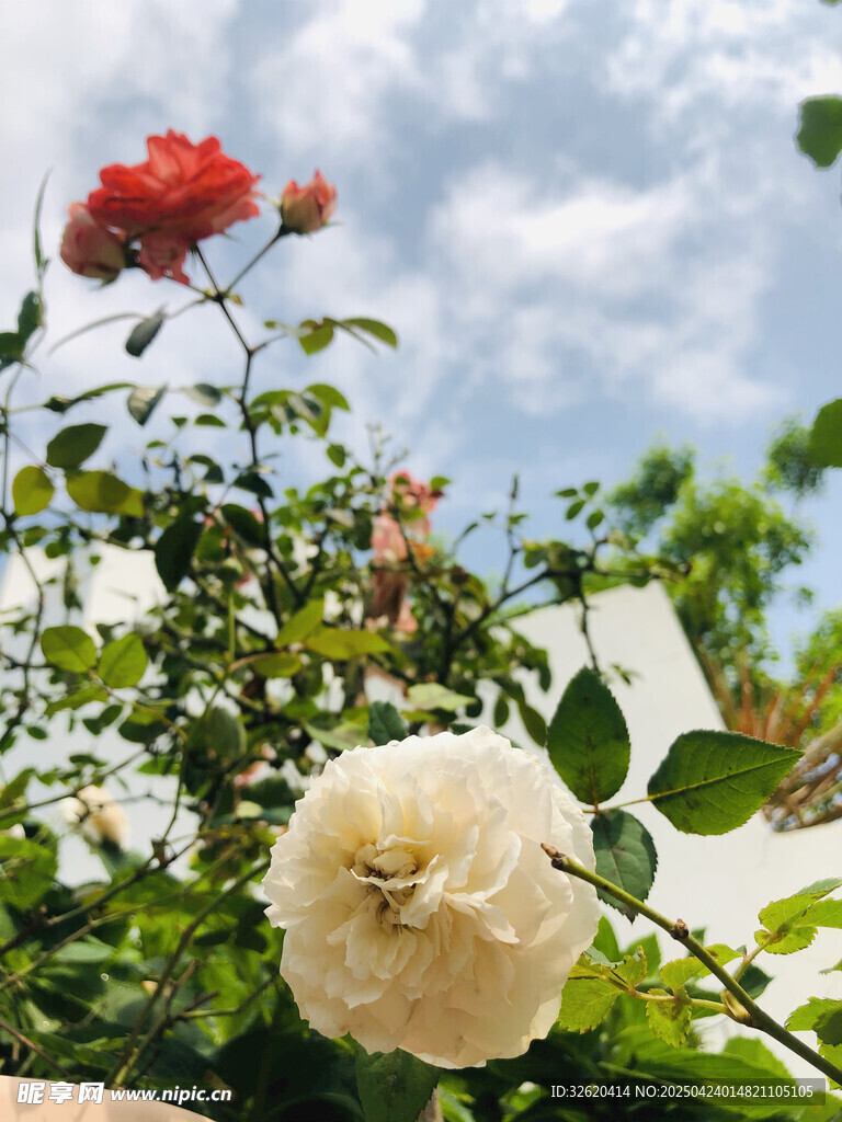 玫瑰花